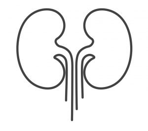 Image of Kidneys represening LifeRing's new recovery meeting: The Kidney Klatch