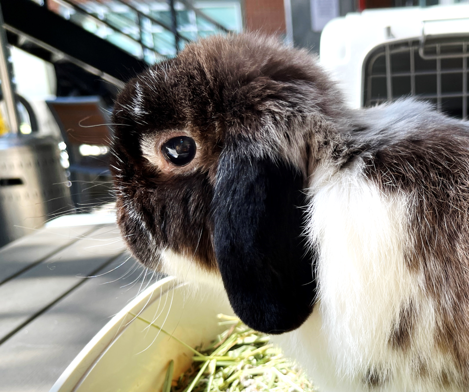Image of LifeRing Meetings Mascot Bun the lop eared bunny rabbit