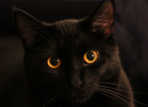 Black cat with yellow eyes representing National Liver Awareness Month